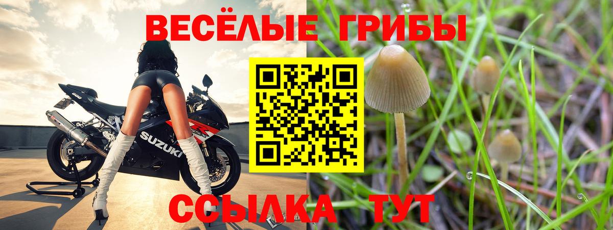 Псилоцибиновые грибы Psilocybe Партизанск